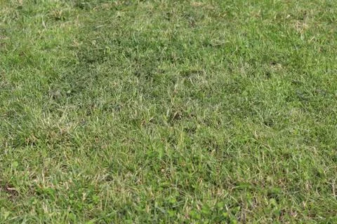 Lawn area Foto stock