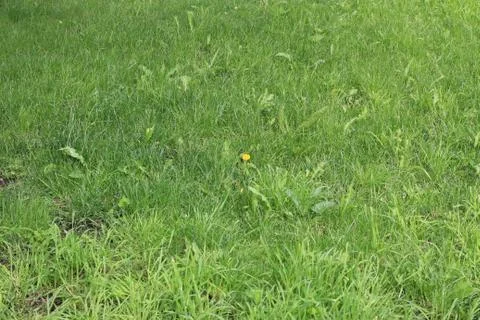 Lawn area Foto stock