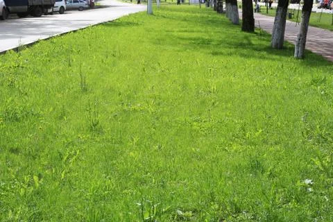 Lawn area Stock-Fotos