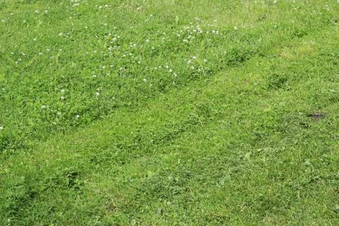 Lawn area Foto stock