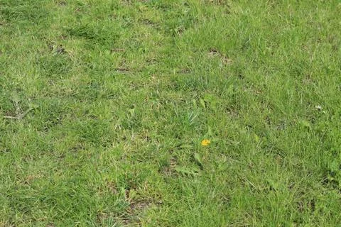 Lawn area Stock-Fotos