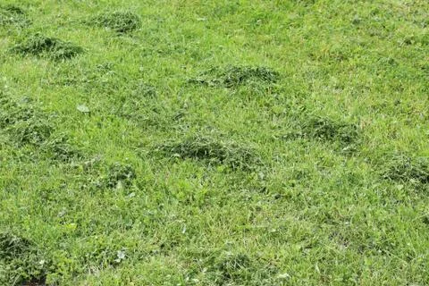 Lawn area Foto stock