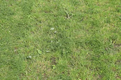 Lawn area Foto stock