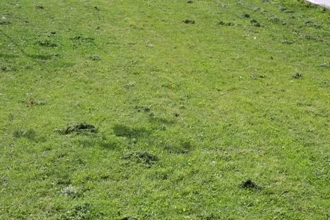 Lawn area Foto stock