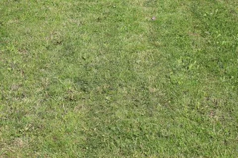 Lawn area Stock-Fotos