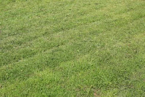 Lawn area Stock-Fotos
