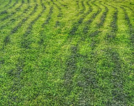 Lawn area Foto stock