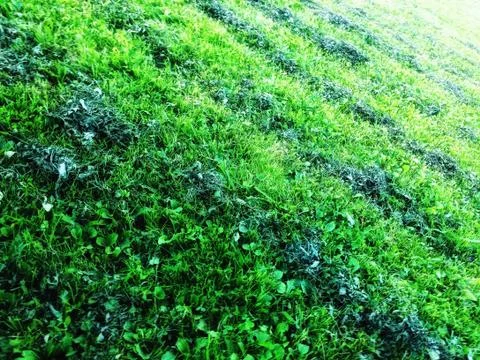 Lawn area Foto stock