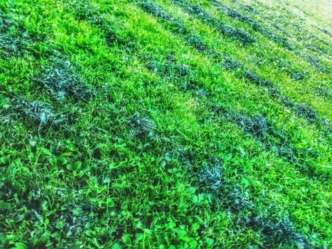 Lawn area Foto stock
