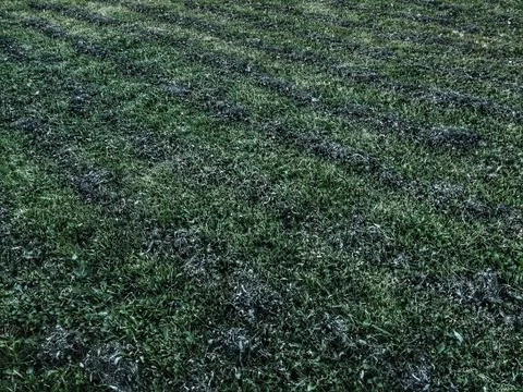 Lawn area Stock-Fotos