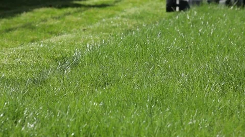 The Lawn In The Back Yard Video stock 78939594