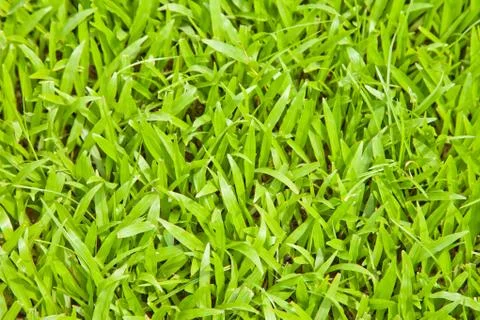 Lawn for background 库存照片