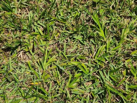 Lawn background texture Stock Photos
