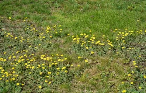 Lawn in backyard in bad condition need weed control Stock Photos