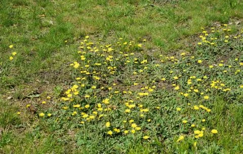 Lawn in backyard in bad condition need weed control Stock Photos