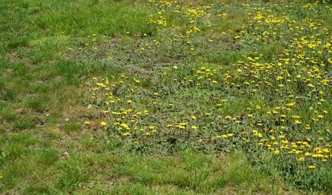 Lawn in backyard in bad condition need weed control Stock Photos