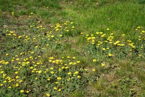 Lawn in backyard in bad condition need weed control Stock Photos