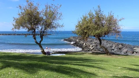 Lawn beach and two trees, in the background the rocks and the Atlantic Ocean. Stock Footage 99654282