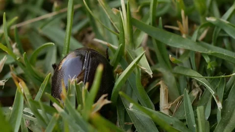 Lawn beetle burrowing in grass Video stock 242265144