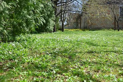 Lawn with blooming daisies in spring Stock Photos