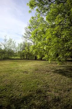 Lawn bordered by trees in a park Stock Photos