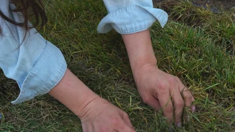 Lawn care in the yard Stock Footage 310871456