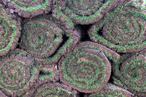 Lawn carpet scroll stack. It is with soil and lawn grass. Stock Photos