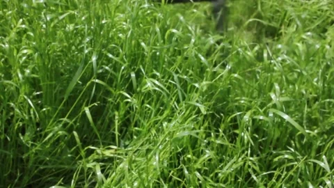 Lawn cleaning1 Stock Footage 119948326