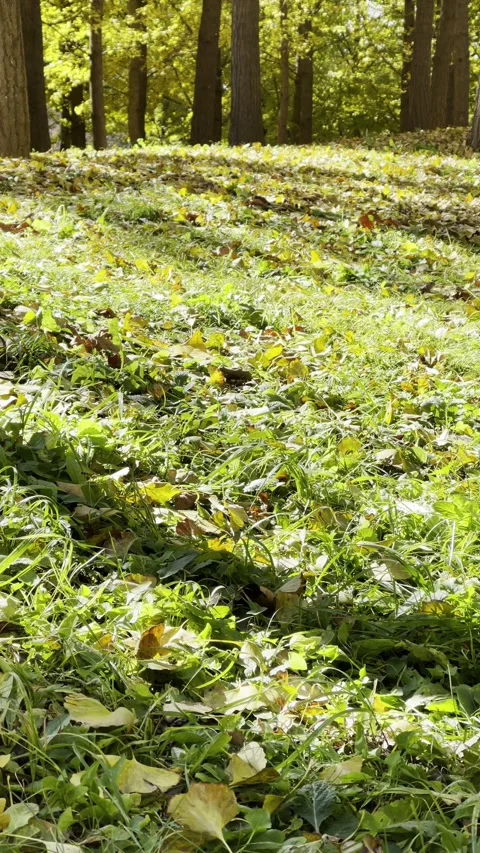 Lawn Covered with Fallen Leaves Stock Footage 320287605