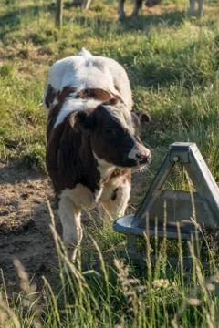 A lawn with cows Stock Photos