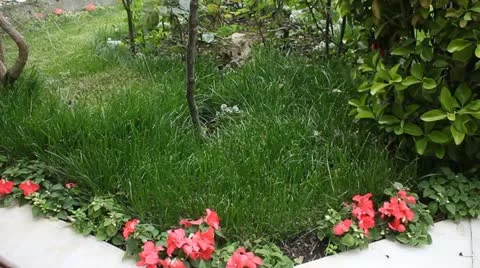 Lawn Cutting Stock Footage 21932672