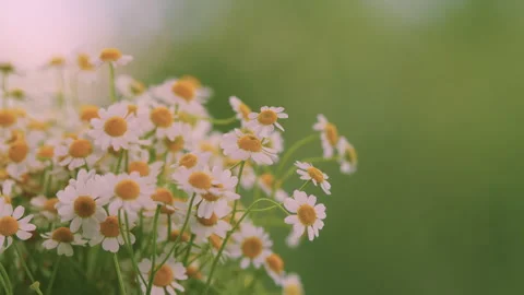 Lawn Daisy. White Yellow Blossom And Green Grass. White Chamomiles On Green Stock Footage 276913053