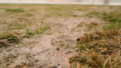 Lawn damaged by snow mold with grey dead grass in early spring close-up Stock Footage 342941845