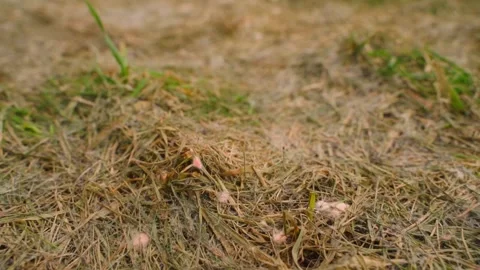 Lawn damaged by snow mold with grey dead grass in early spring close-up Stock Footage 342941882