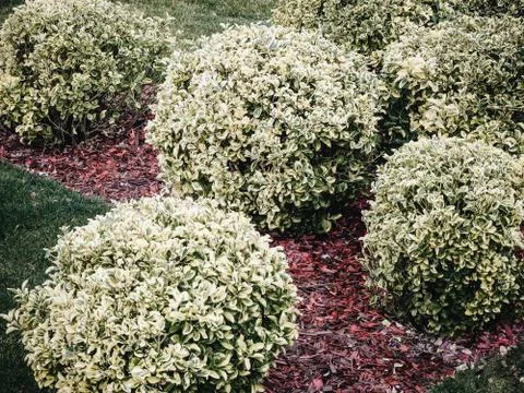 A lawn of decorative red slivers with round shrubs of white turf splintering on Stock Photos
