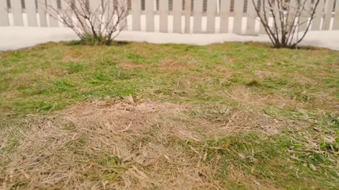 Lawn with dry thatch and green grass near a white fence with melting snow. Early 動画素材 343239705