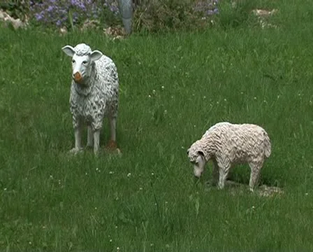 Lawn Stock Footage 10728078