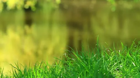 Lawn Stock Footage 10946103