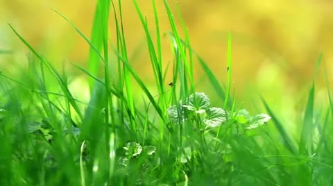 Lawn Stockbeeldmateriaal 10946283