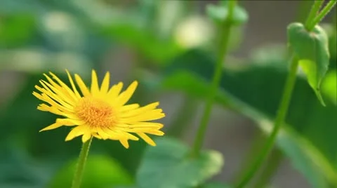 Lawn 動画素材 10946606