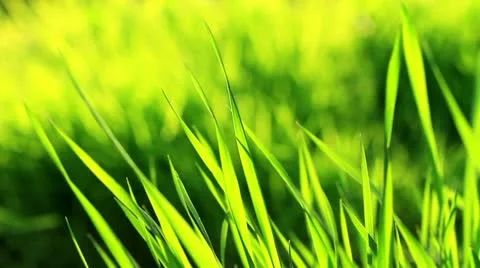 Lawn Stock Footage 10947089