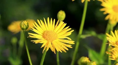 Lawn 스톡 동영상 10947612