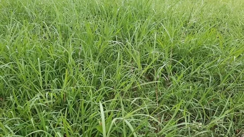 LAWN Video stock 302702456