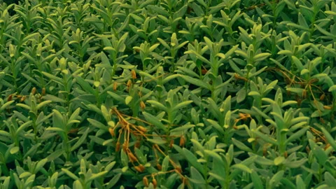 Lawn with fresh grass Stock Footage 221605009