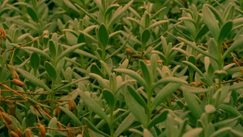 Lawn with fresh grass Stock Footage 229702840