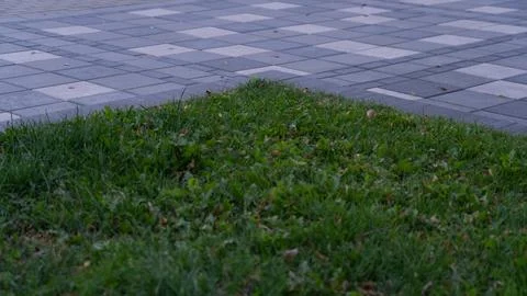 A lawn of geometric shape, a lawn in the shape of a square Stock Photos