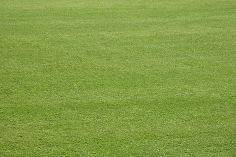 Lawn of golf course Stock Photos