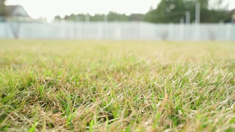 Lawn grass after winter. Smooth camera movement over yellow grass in the garden Stock Footage 308929324