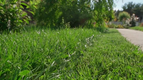 Lawn grass before and after mowing with a lawn mower close-up Stock-Footage 342811348