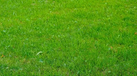 Lawn grass background Stock Photos